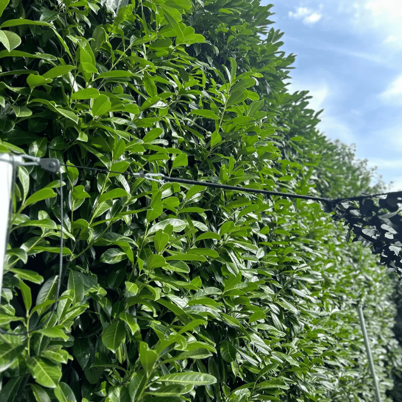 Tendeur voile d'ombrage